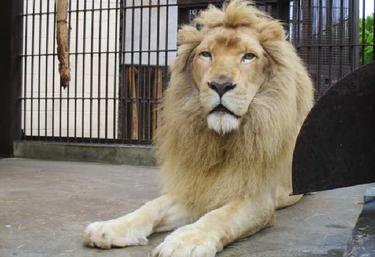 池田動物園