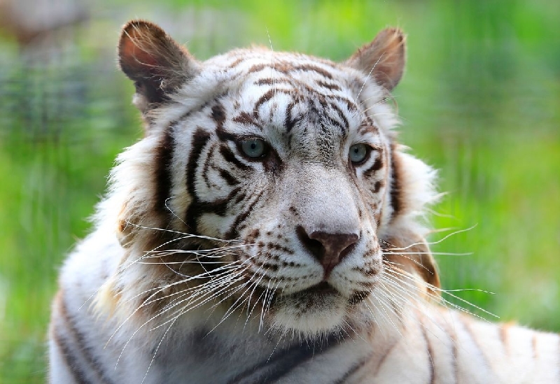 鹿児島平川動物公園