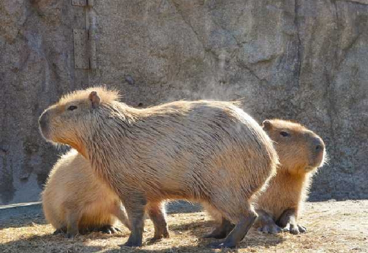 鹿児島平川動物公園