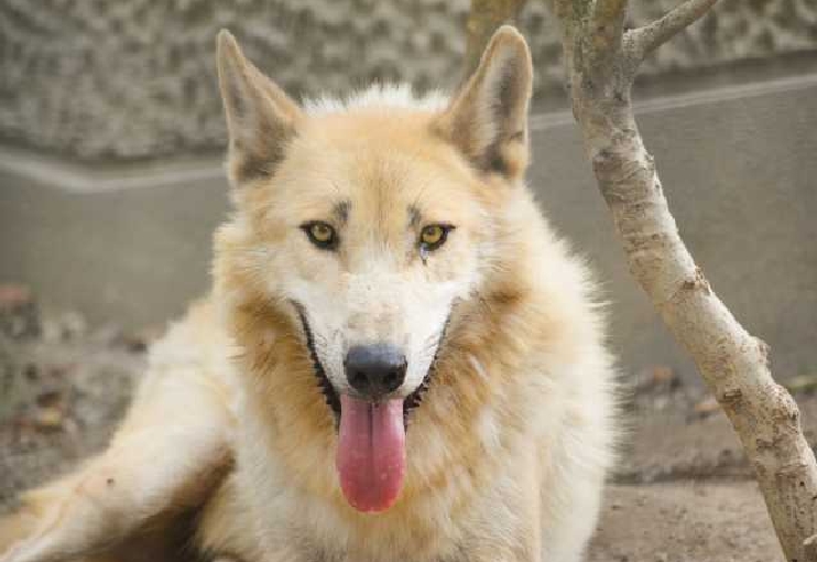 鹿児島平川動物公園