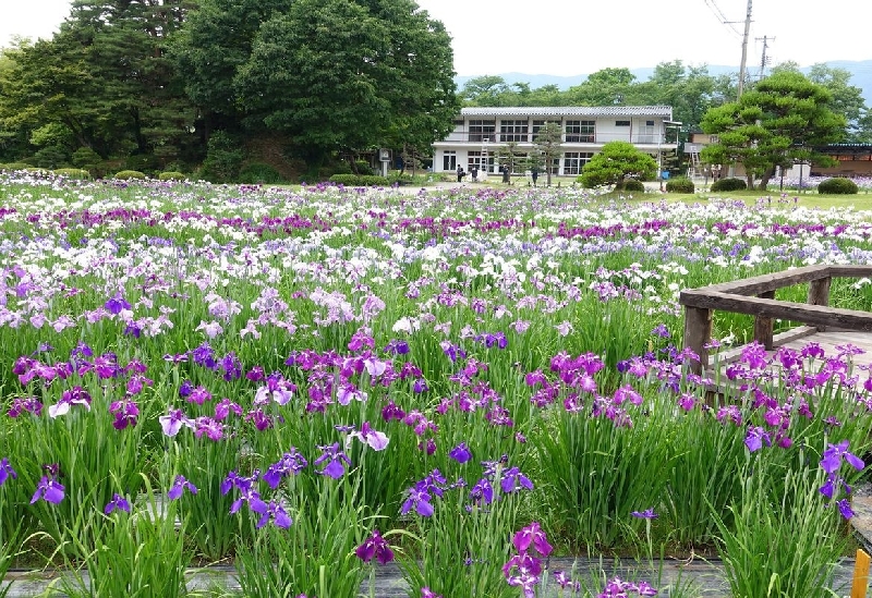 水郷佐原あやめパーク