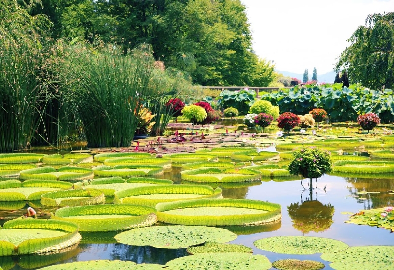 水生植物公園みずの森