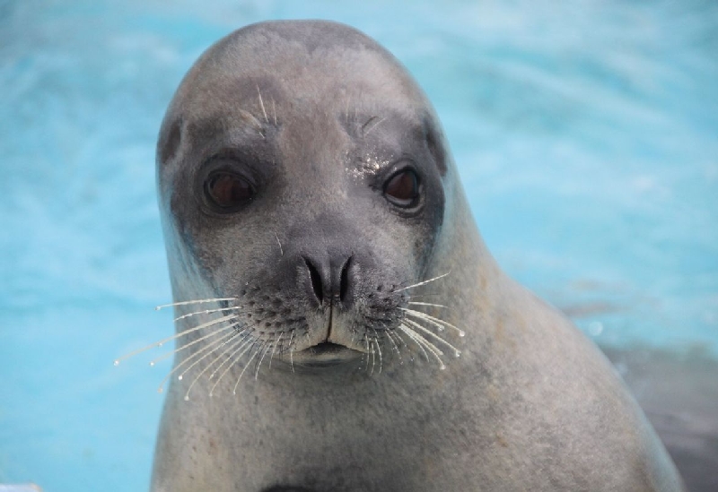 ノシャップ寒流水族館