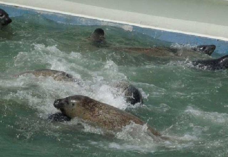 ノシャップ寒流水族館