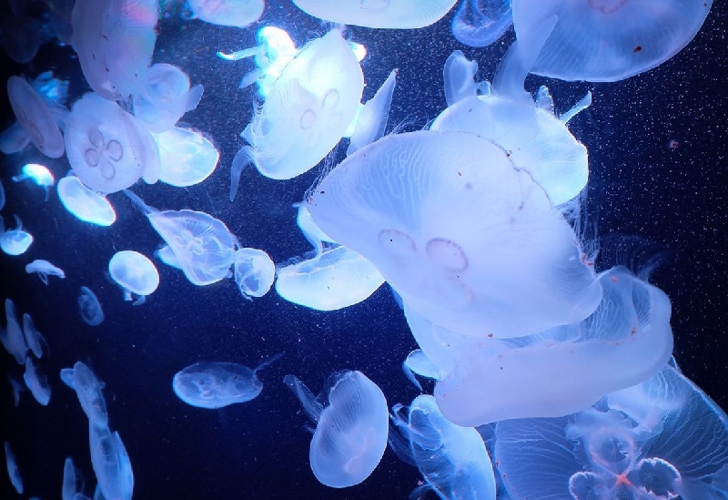 しながわ水族館