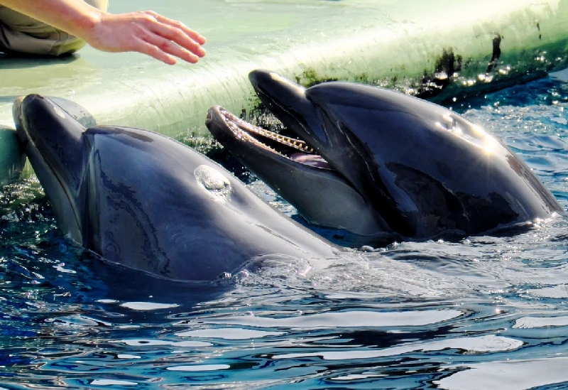 しながわ水族館