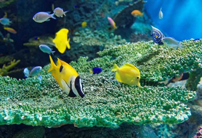 しながわ水族館