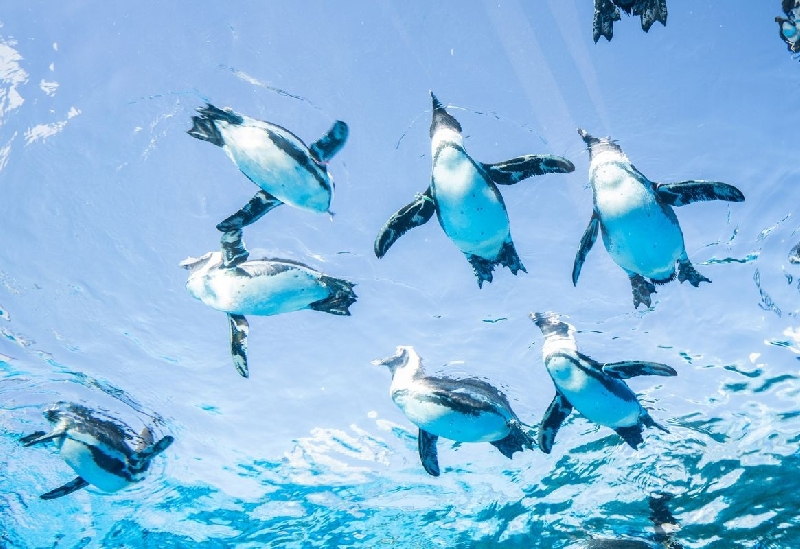 サンシャイン水族館