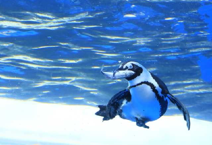 サンシャイン水族館