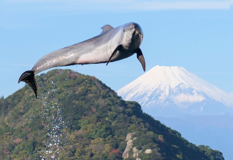 伊豆・三津シーパラダイス