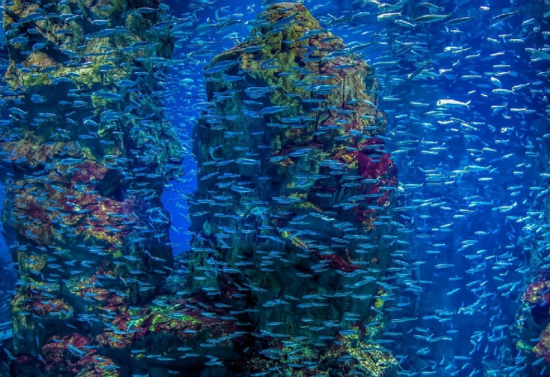 海遊館