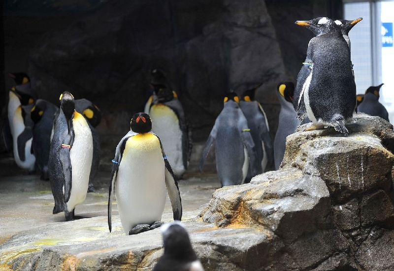 長崎ペンギン水族館