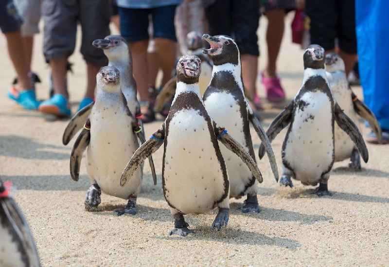 長崎ペンギン水族館