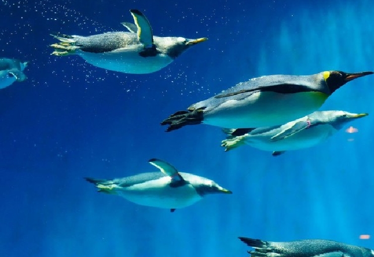 長崎ペンギン水族館