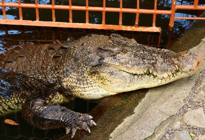 熱川バナナワニ園