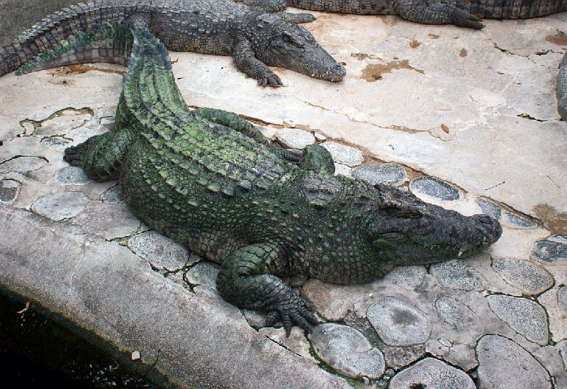 熱川バナナワニ園