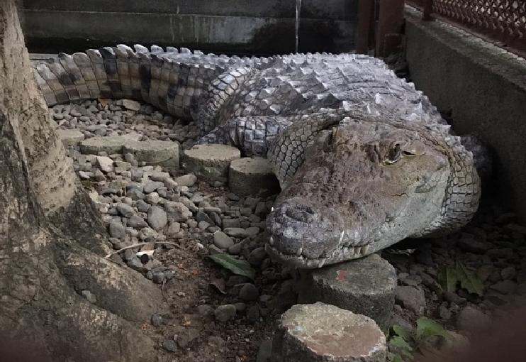 熱川バナナワニ園