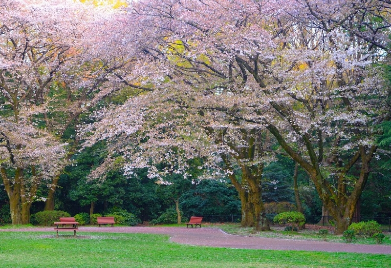 代々木公園