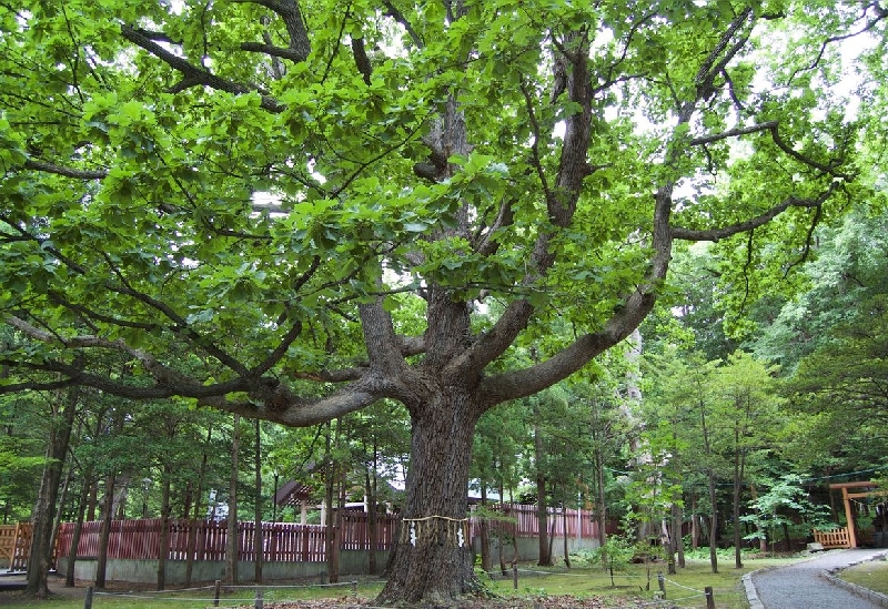 北海道神宮