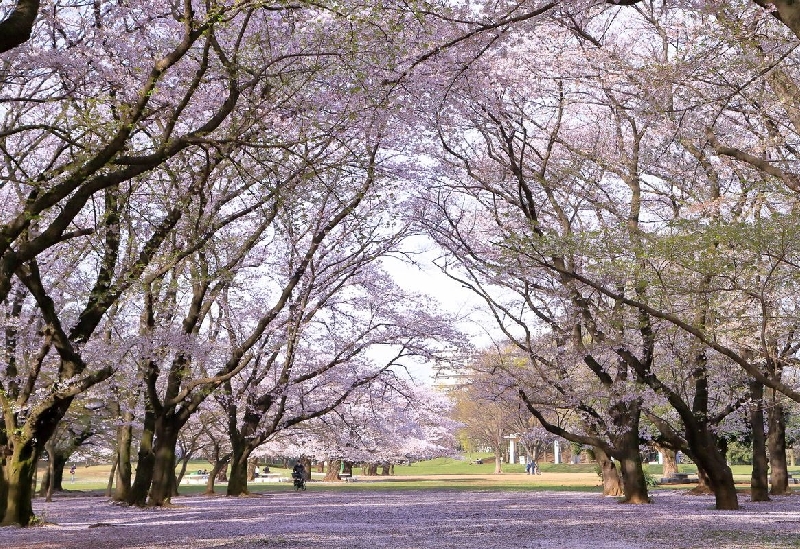 光が丘公園