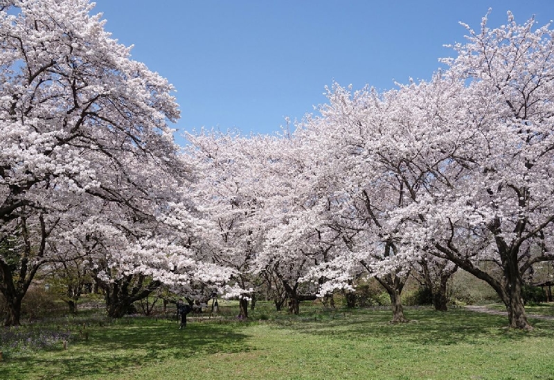 国営昭和記念公園