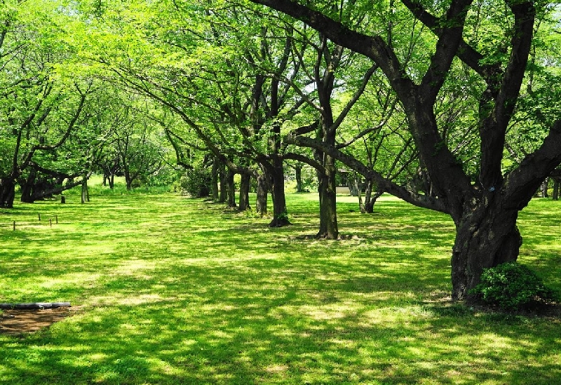 国営昭和記念公園