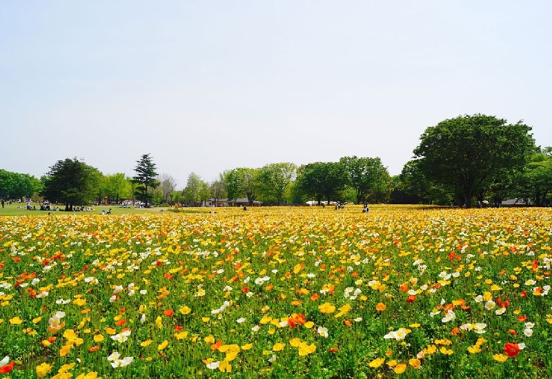 国営昭和記念公園