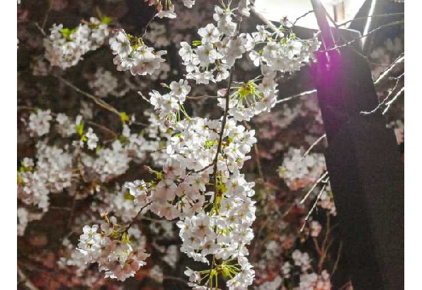 目黒川