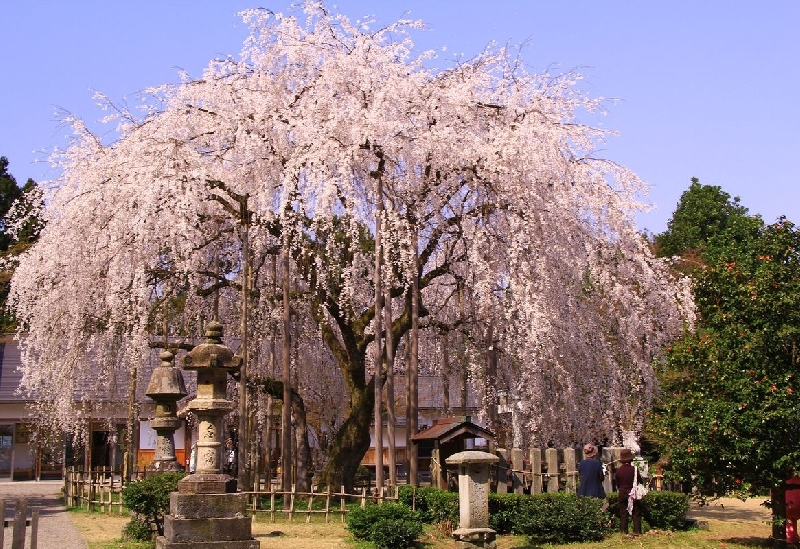 足羽山公園