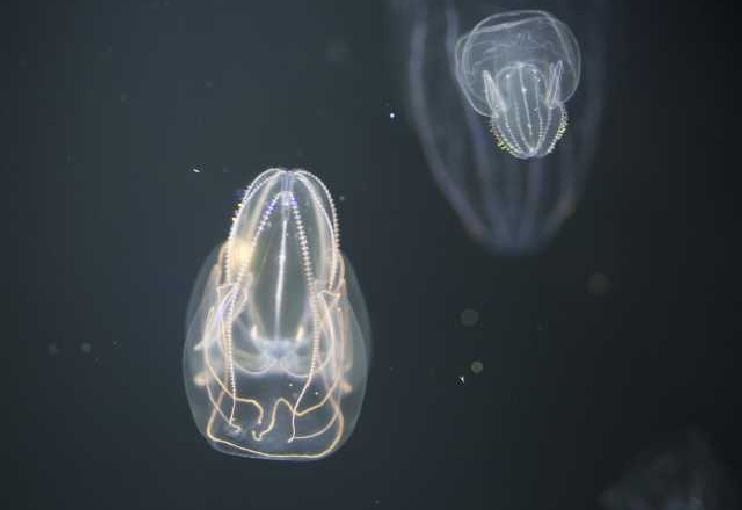 九十九島水族館 海きらら