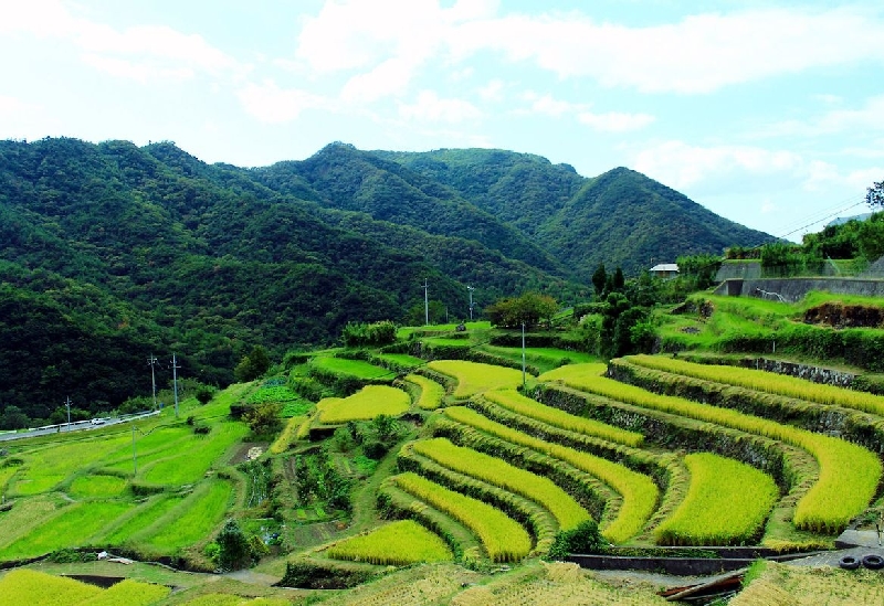 中山千枚田