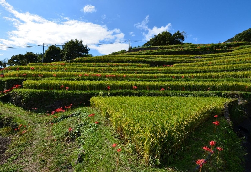 中山千枚田