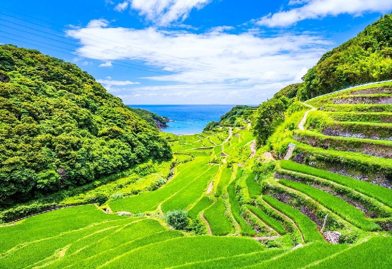 浜野浦の棚田