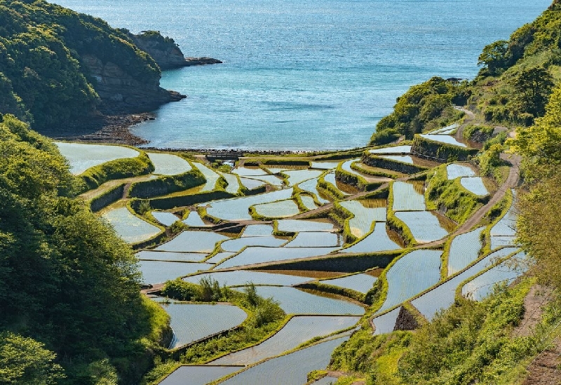 浜野浦の棚田