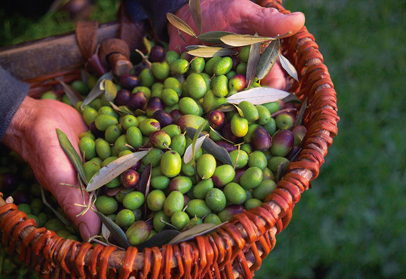 壱岐オリーブ園