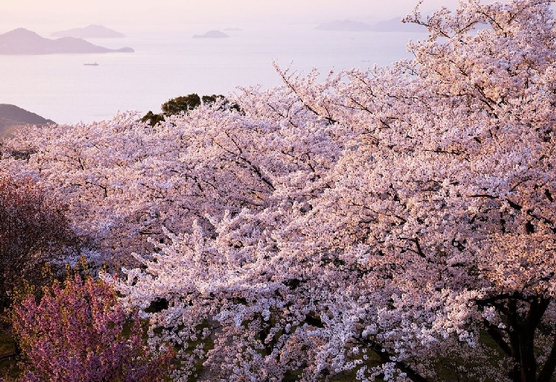 紫雲出山