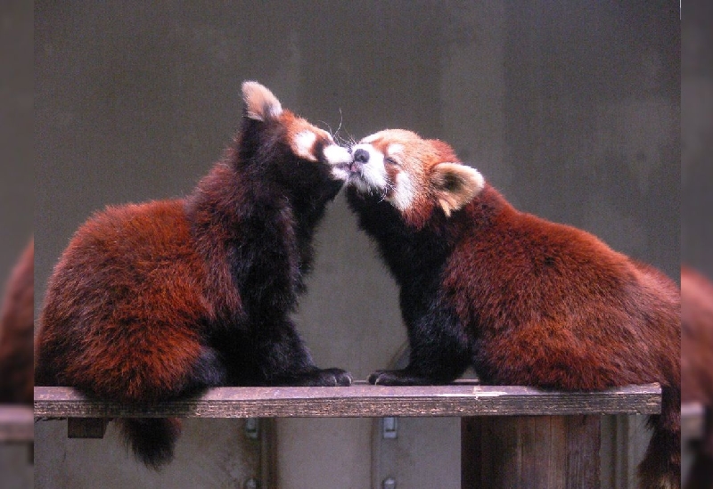 夢見ヶ崎動物公園