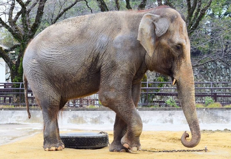 姫路市立動物園