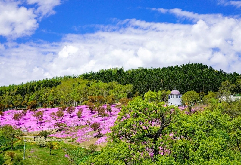 芝ざくら滝上公園