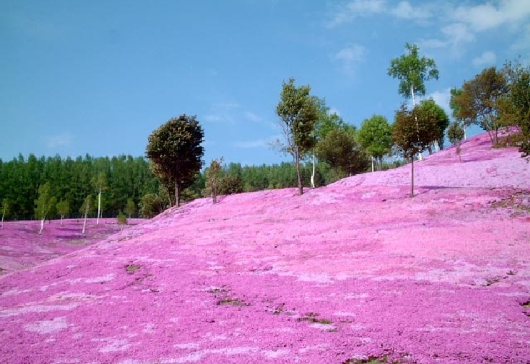 芝ざくら滝上公園