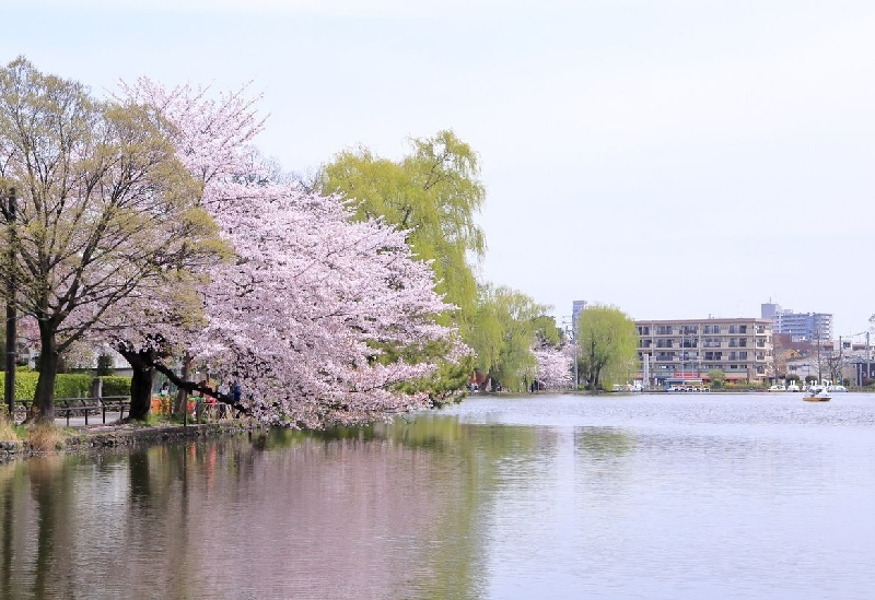 石神井公園