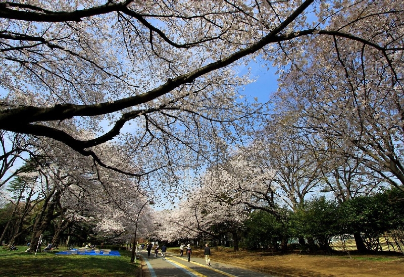 駒沢オリンピック公園