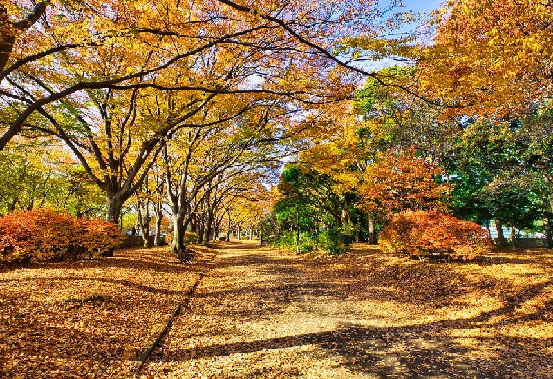 駒沢オリンピック公園