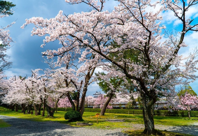 新発田城