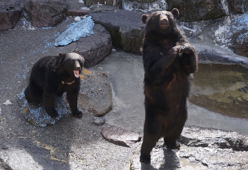 奥飛騨クマ牧場