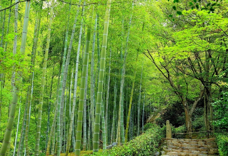 常寂光寺