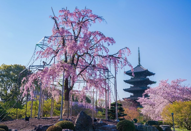 東寺（教王護国寺）