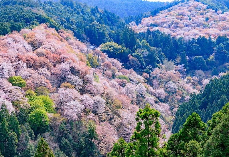 吉水神社（吉野山/中千本エリア）