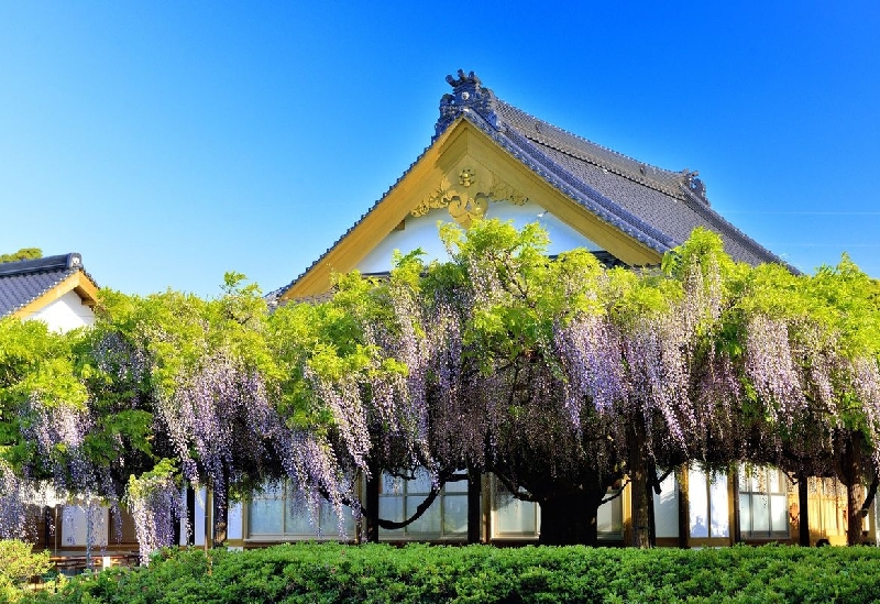 住雲寺