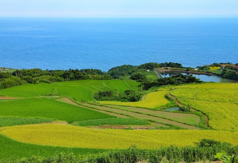 東後畑棚田